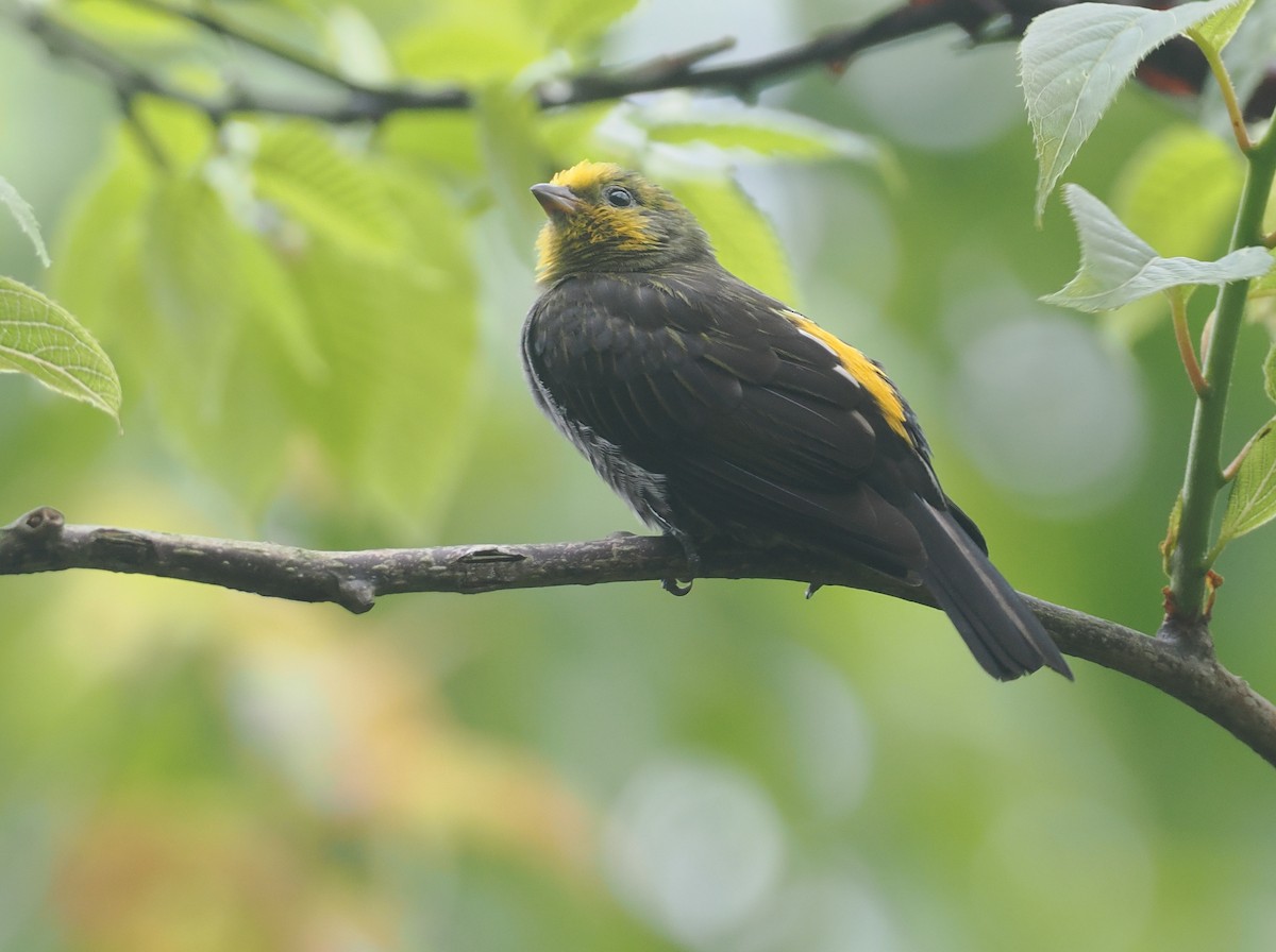 Yellow-rumped Honeyguide - ML646517447