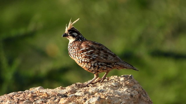 Crested Bobwhite - ML646517448
