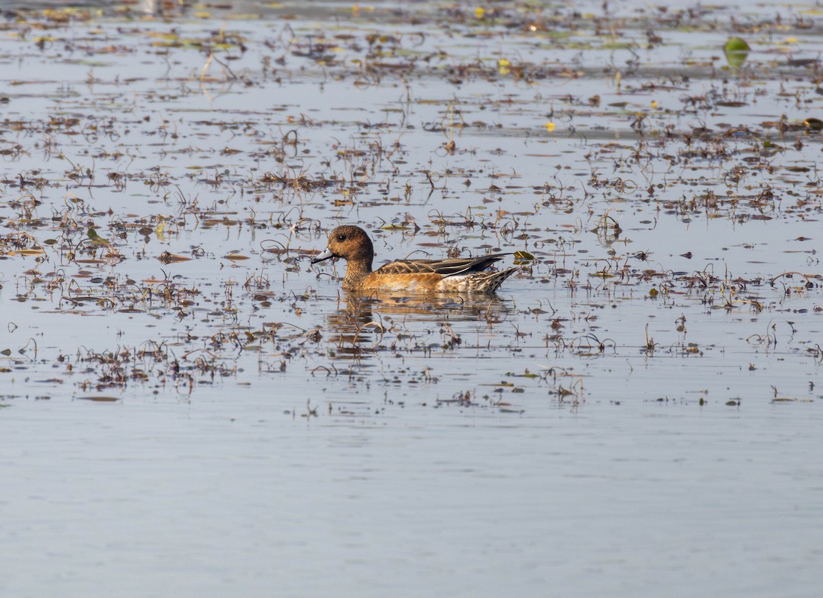 ヒドリガモ - ML646517451