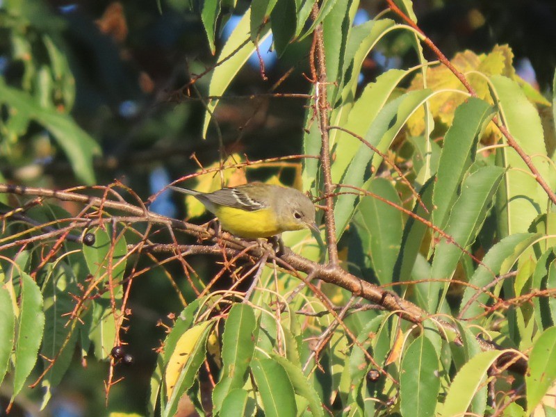 Magnolia Warbler - ML646517453