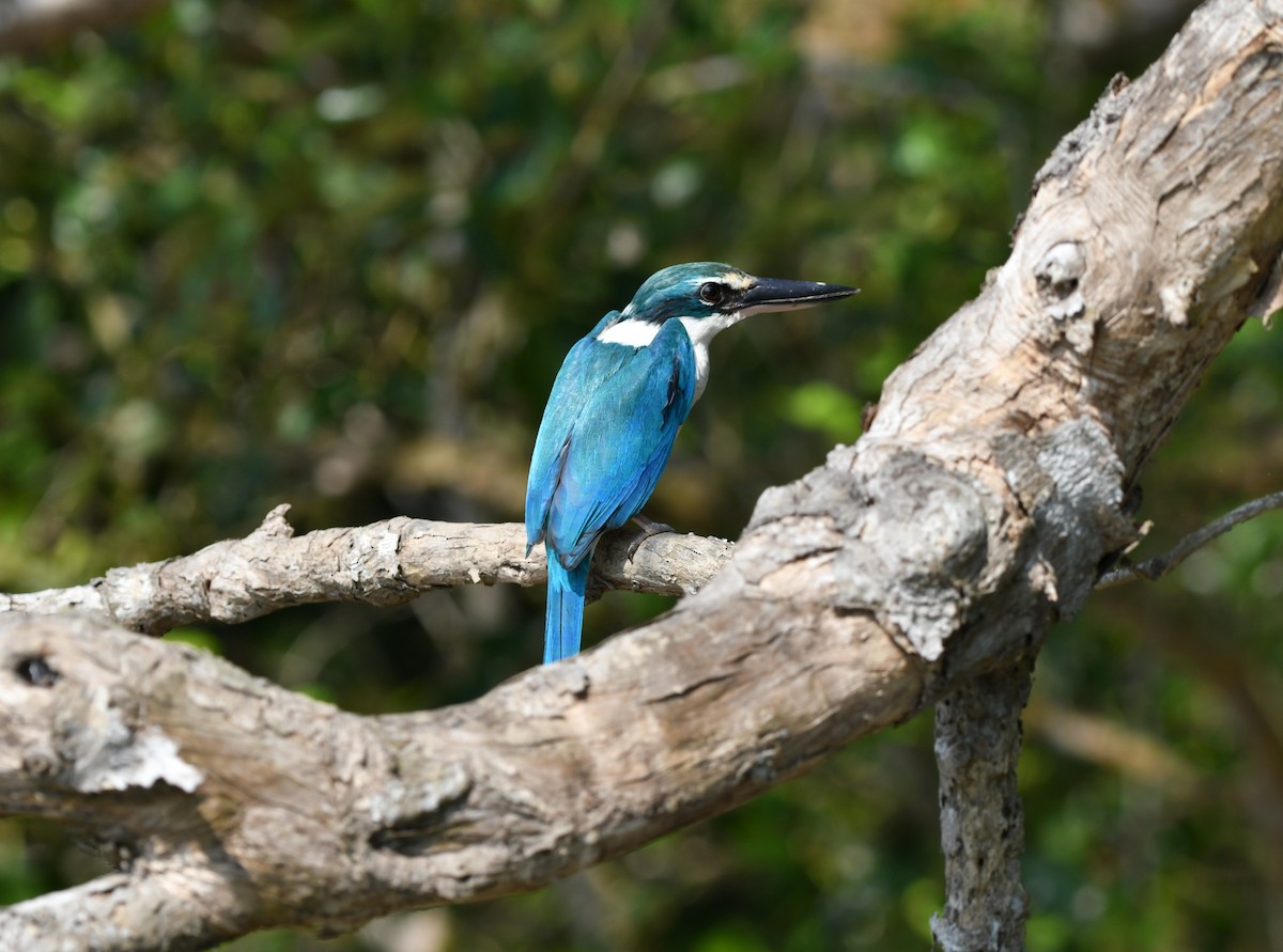 Collared Kingfisher - ML646517454