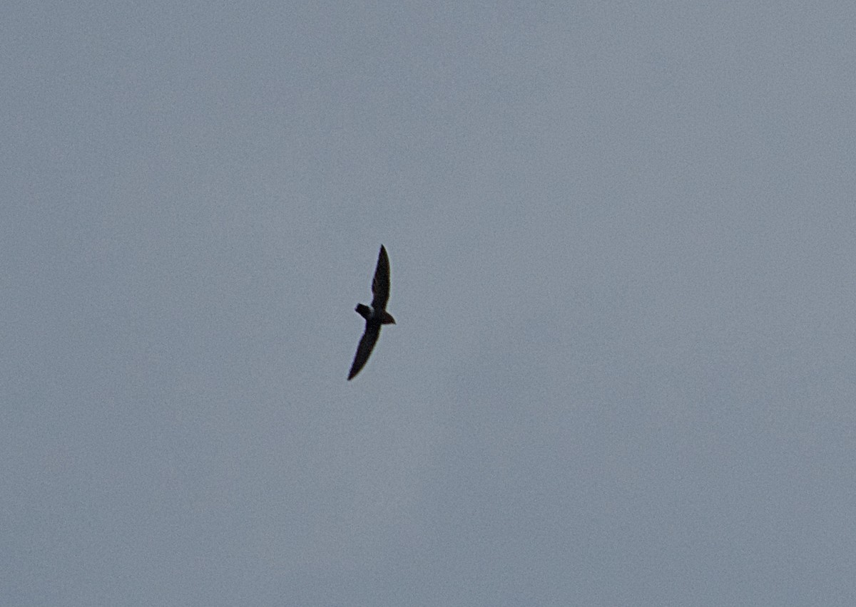 Vencejo de Baobab - ML646517455