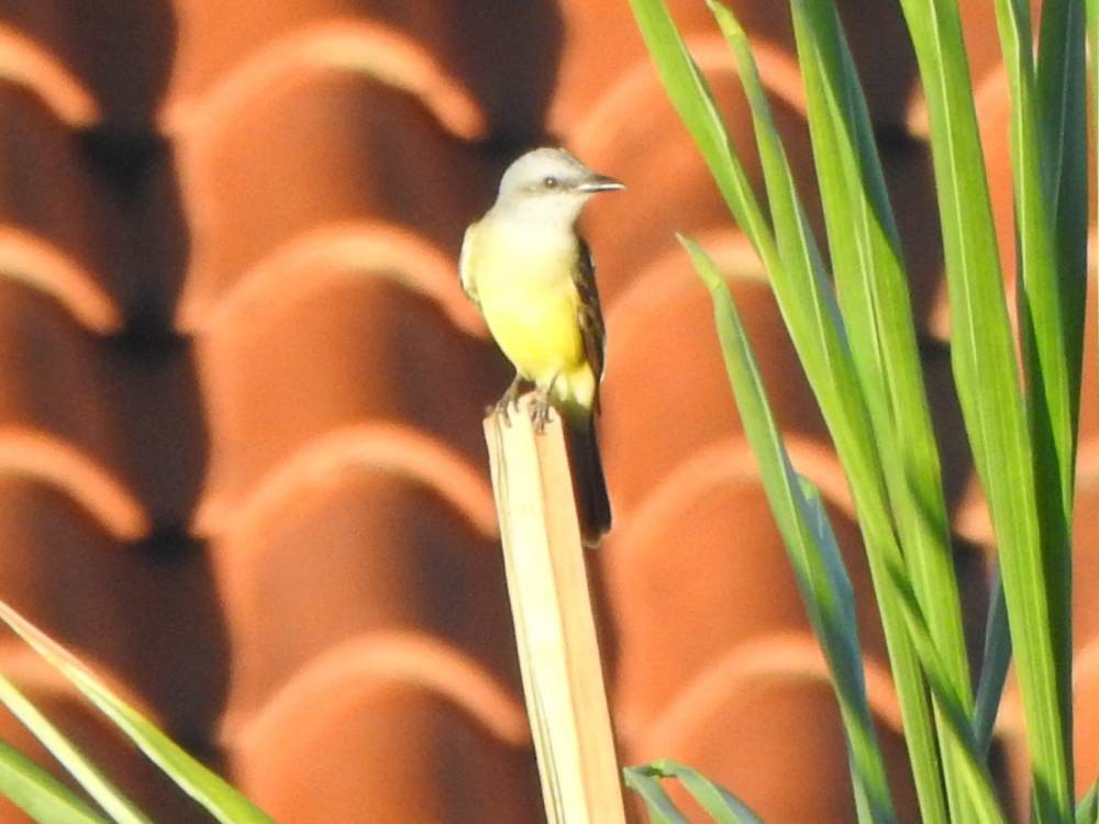 オリーブタイランチョウ - ML646517457