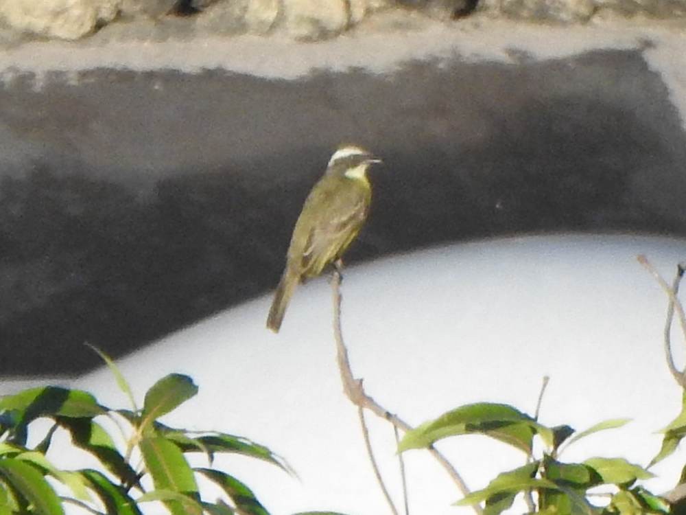 アカボウシヒタキモドキ - ML646517459