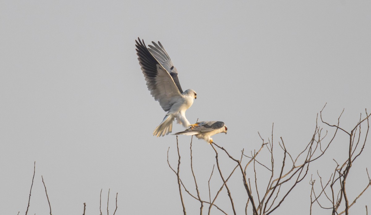 カタグロトビ - ML646517460