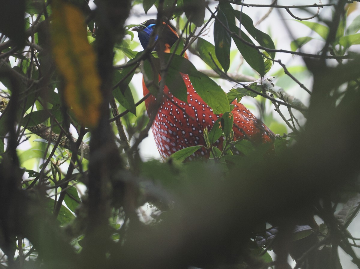 ベニジュケイ - ML646517462