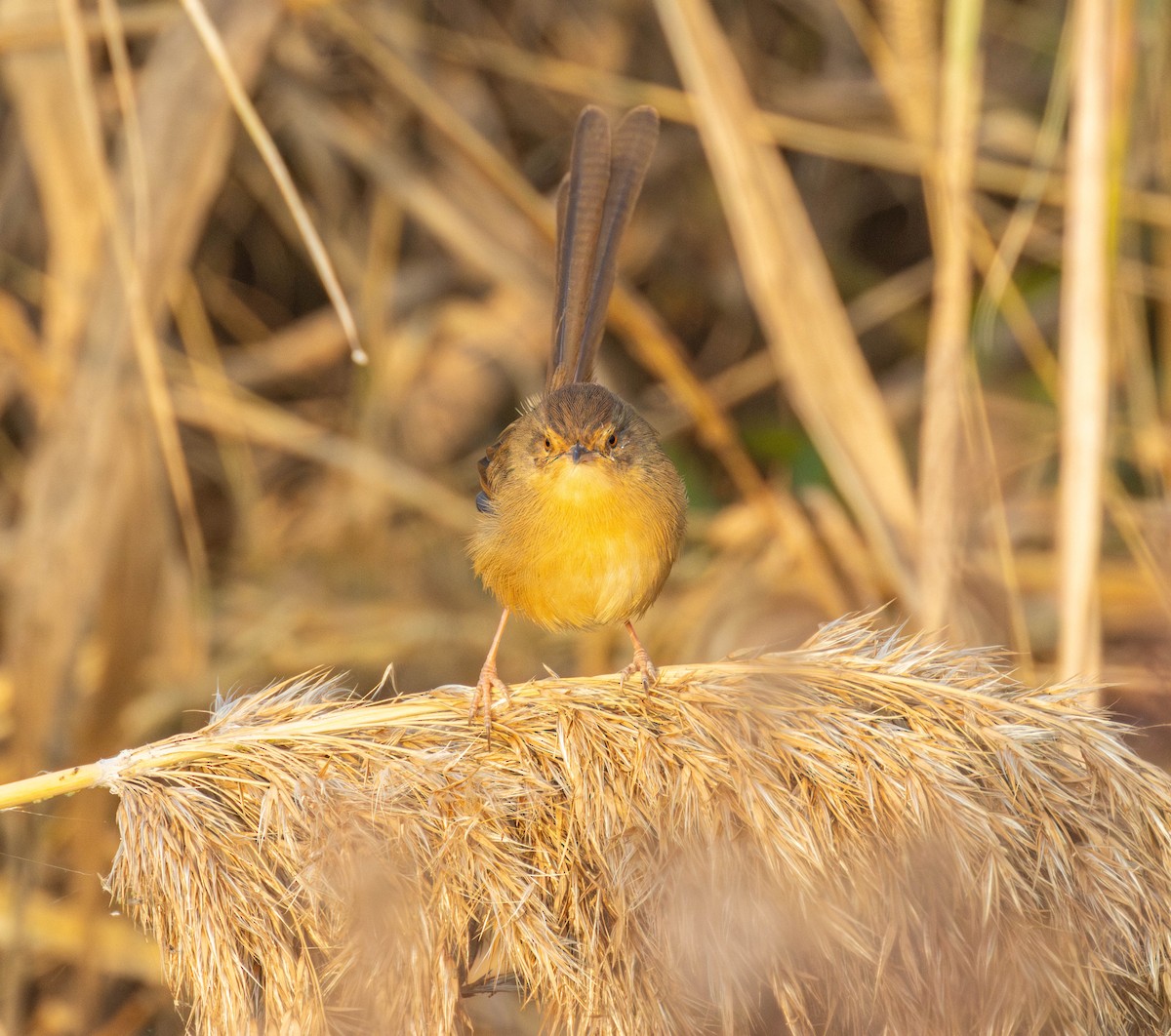 アジアマミハウチワドリ - ML646517464