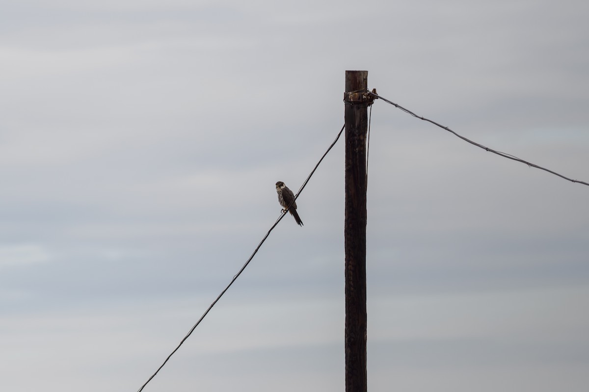 チゴハヤブサ - ML646517466