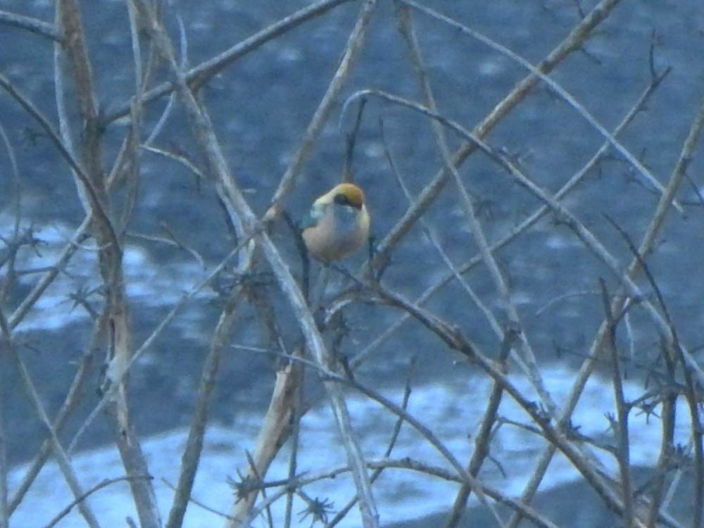 バフイロフウキンチョウ - ML646517467