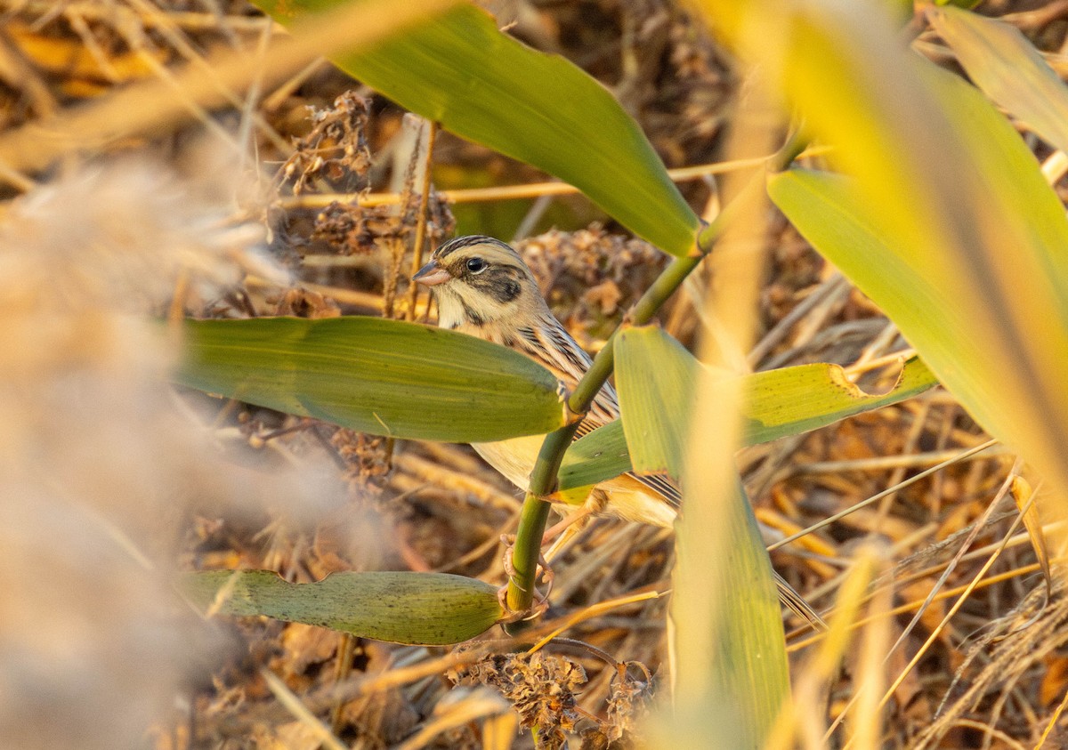 コジュリン - ML646517468