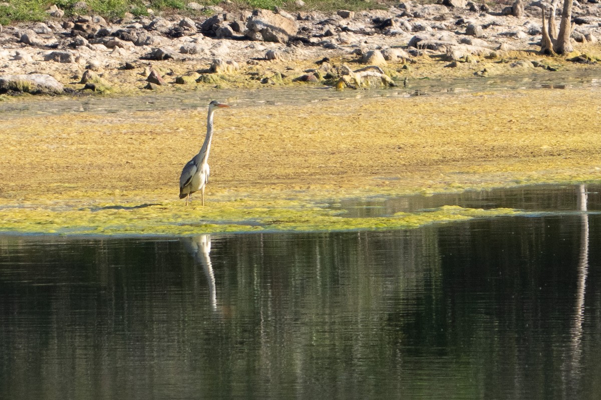 アオサギ - ML646517469