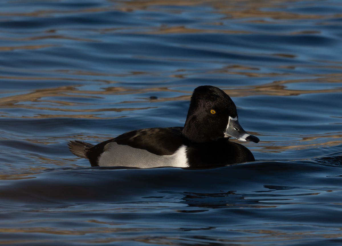 クビワキンクロ - ML646517470