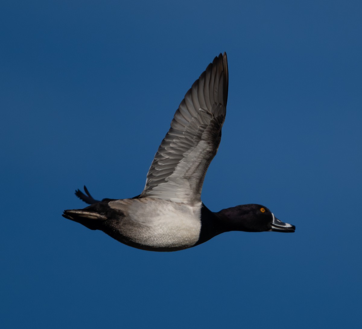 クビワキンクロ - ML646517471