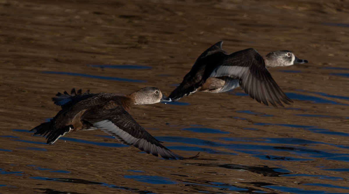 クビワキンクロ - ML646517472