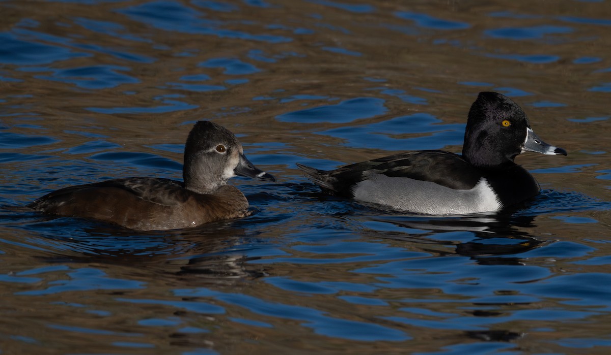 クビワキンクロ - ML646517474