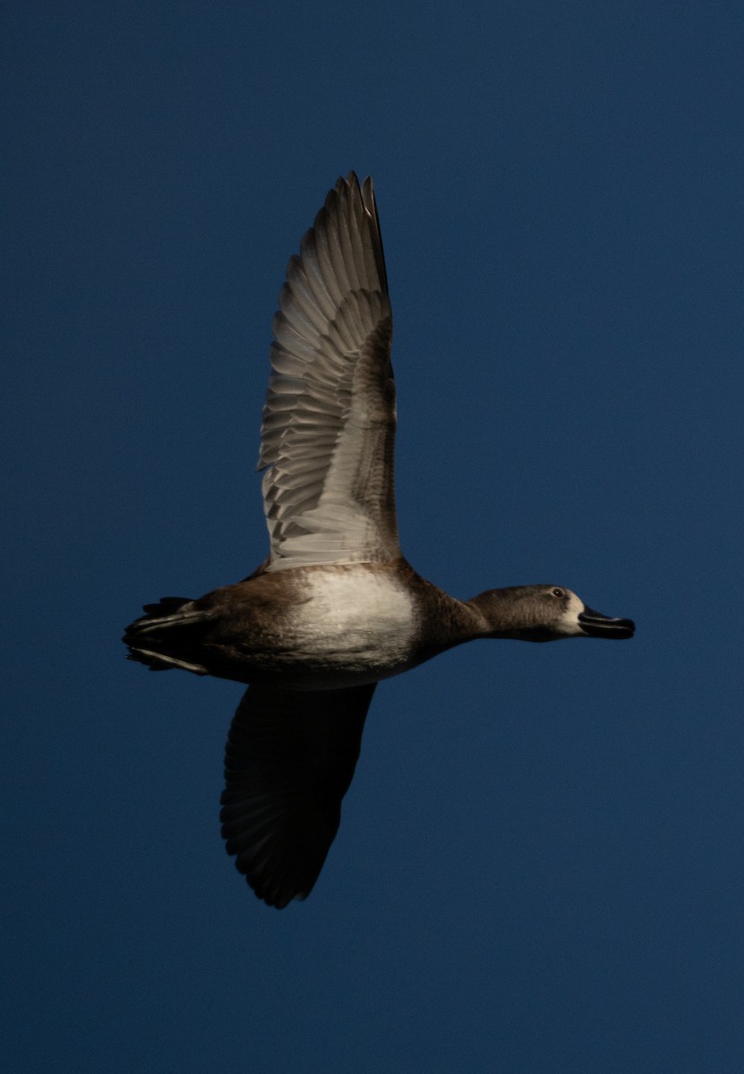 クビワキンクロ - ML646517475