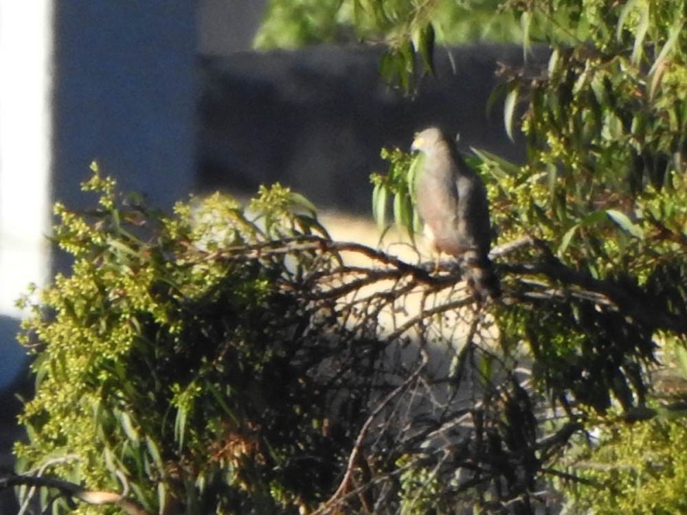 オオハシノスリ - ML646517476