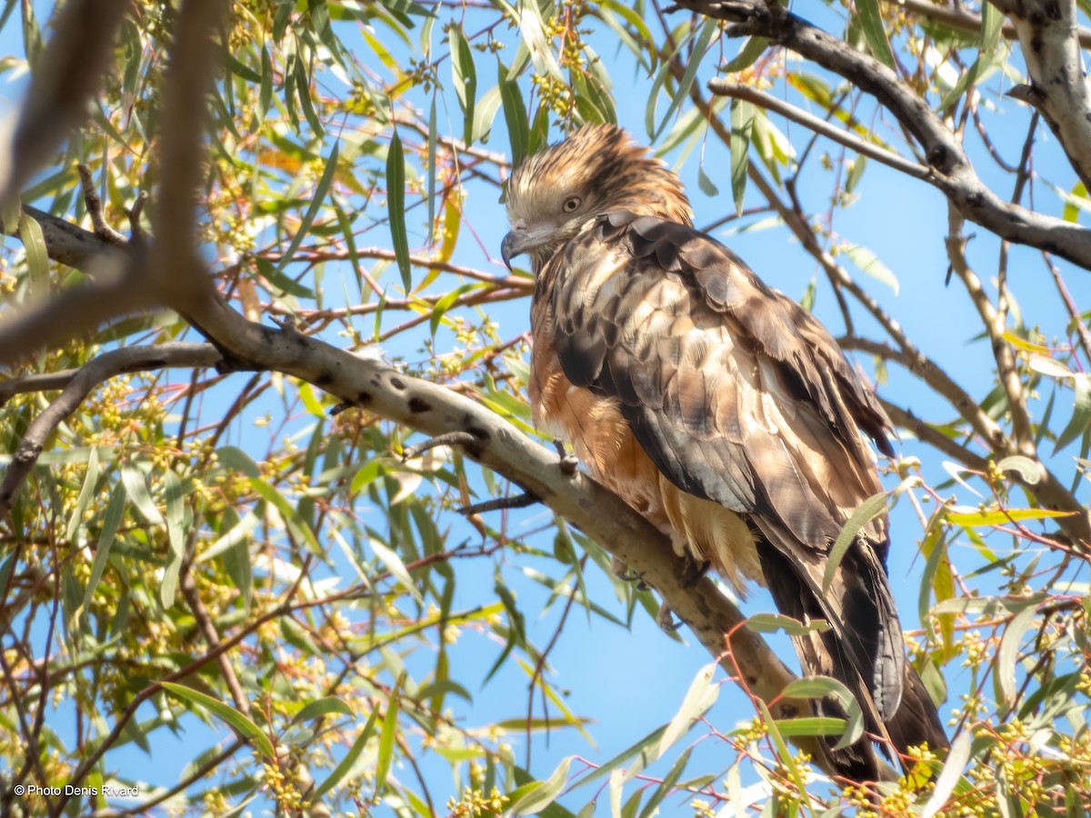 Square-tailed Kite - ML646517477