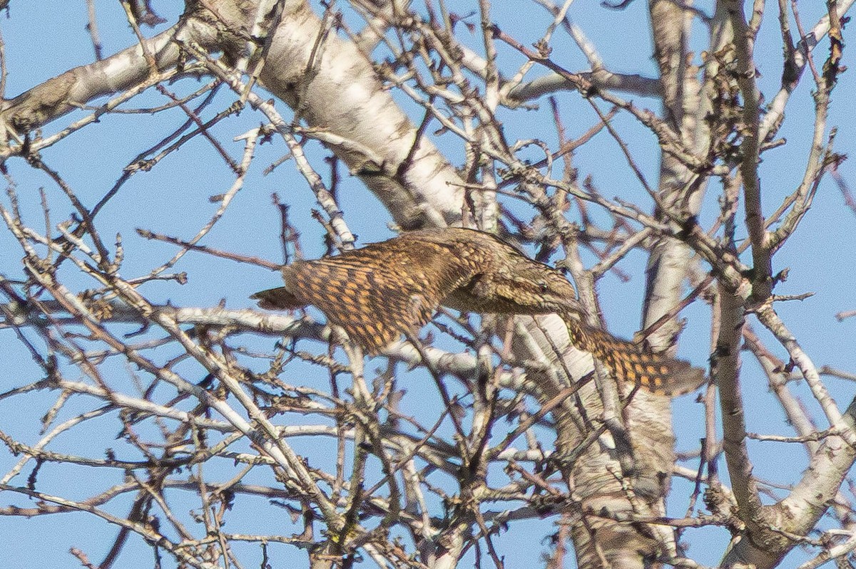 アリスイ - ML646517478