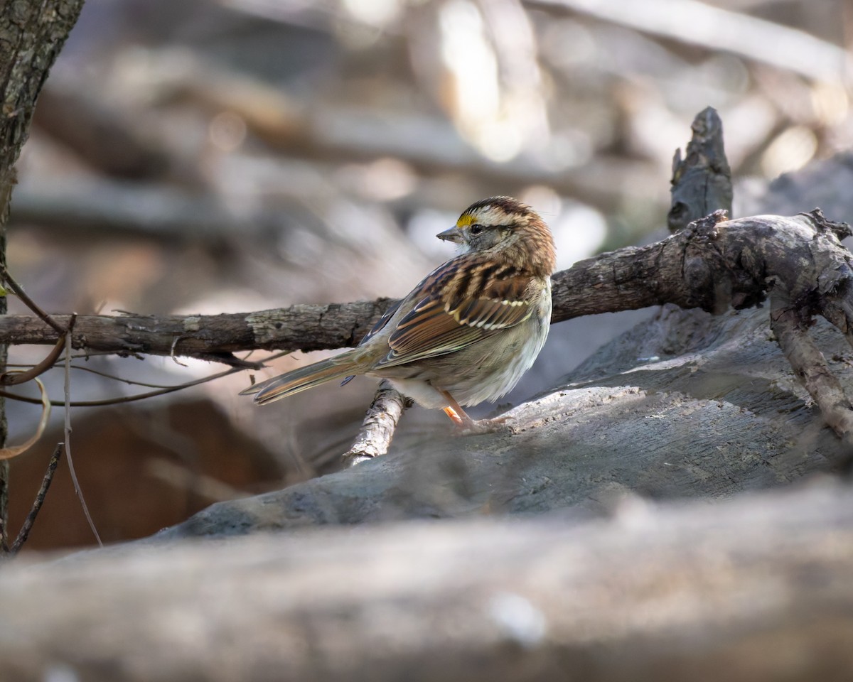 ノドジロシトド - ML646517480