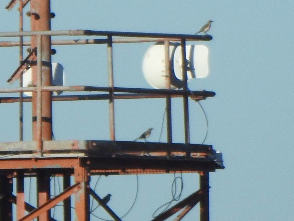 フナシマネシツグミ - ML646517482