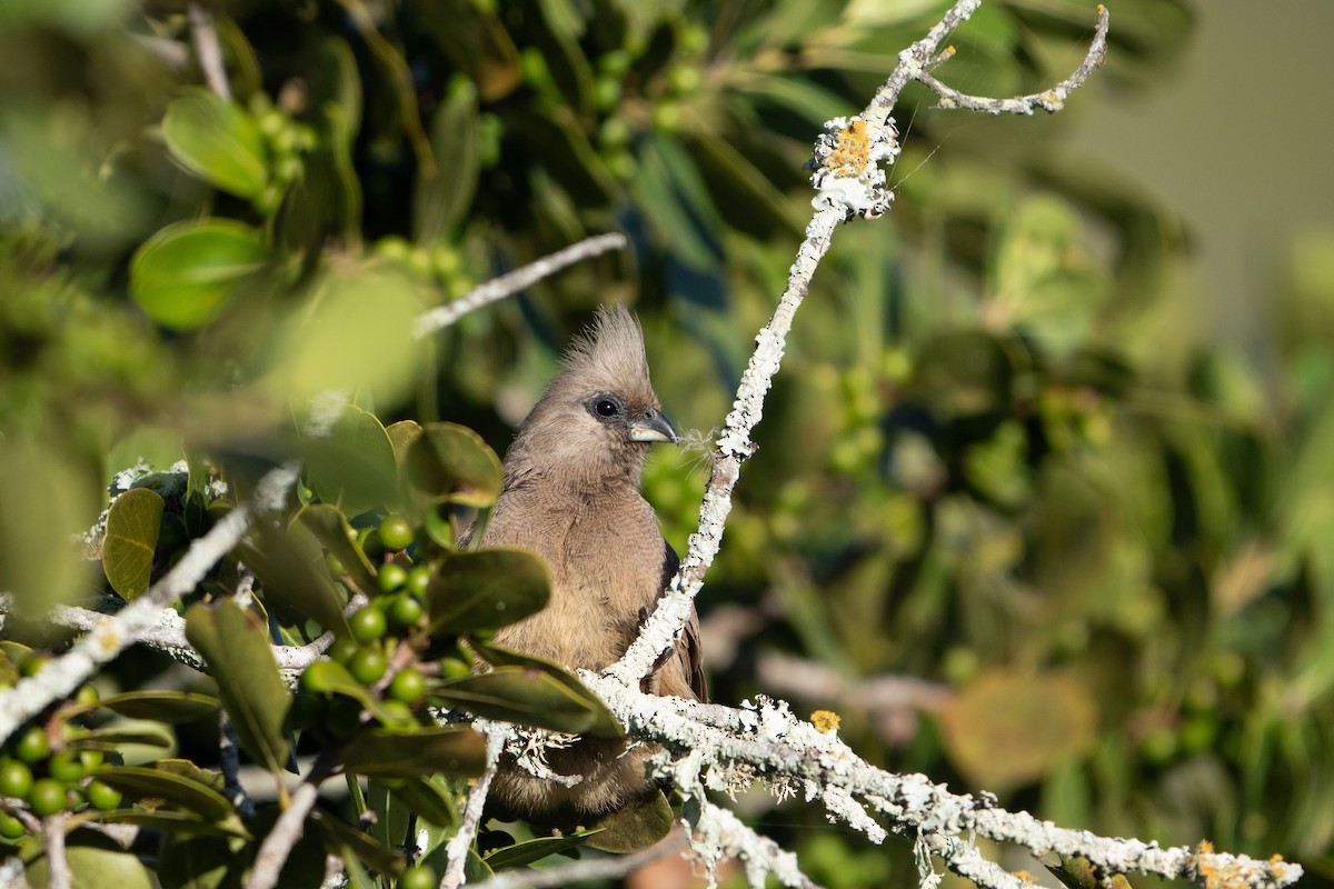 チャイロネズミドリ - ML646517483