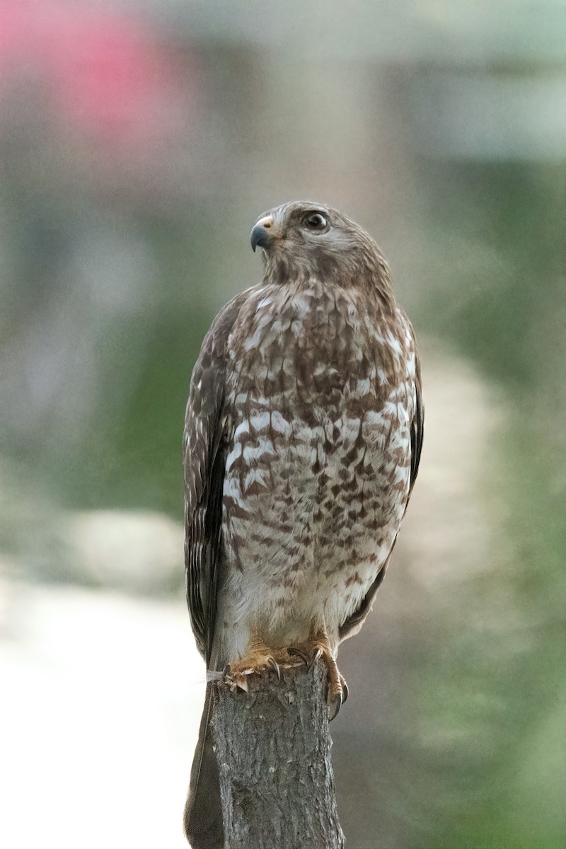 カタアカノスリ - ML646517484