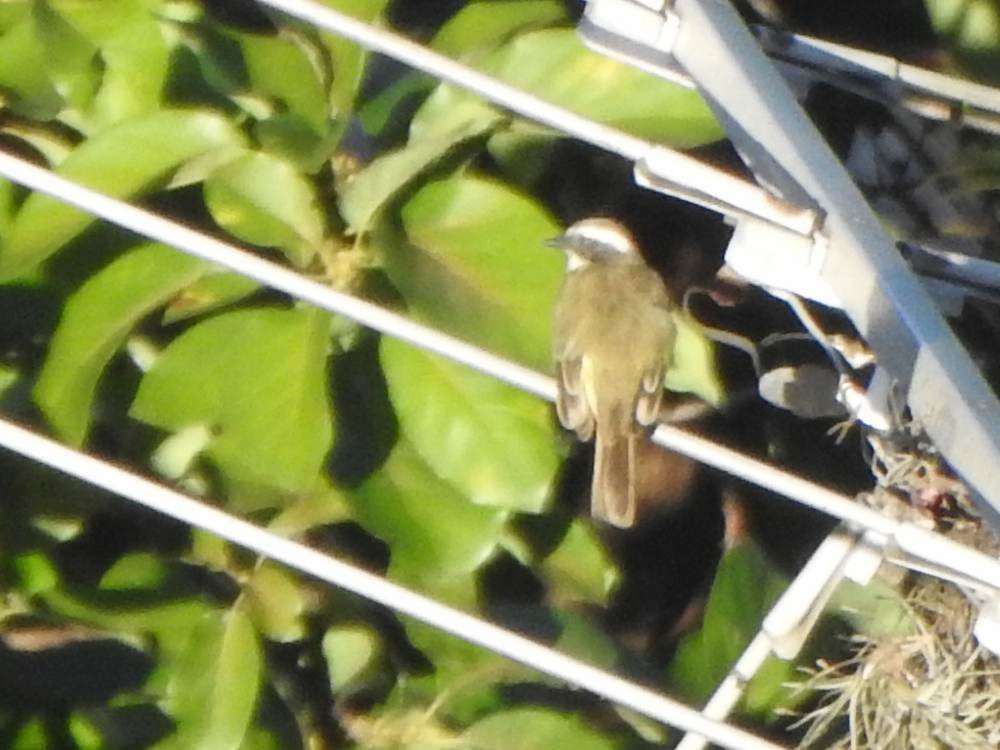 アカボウシヒタキモドキ - ML646517485