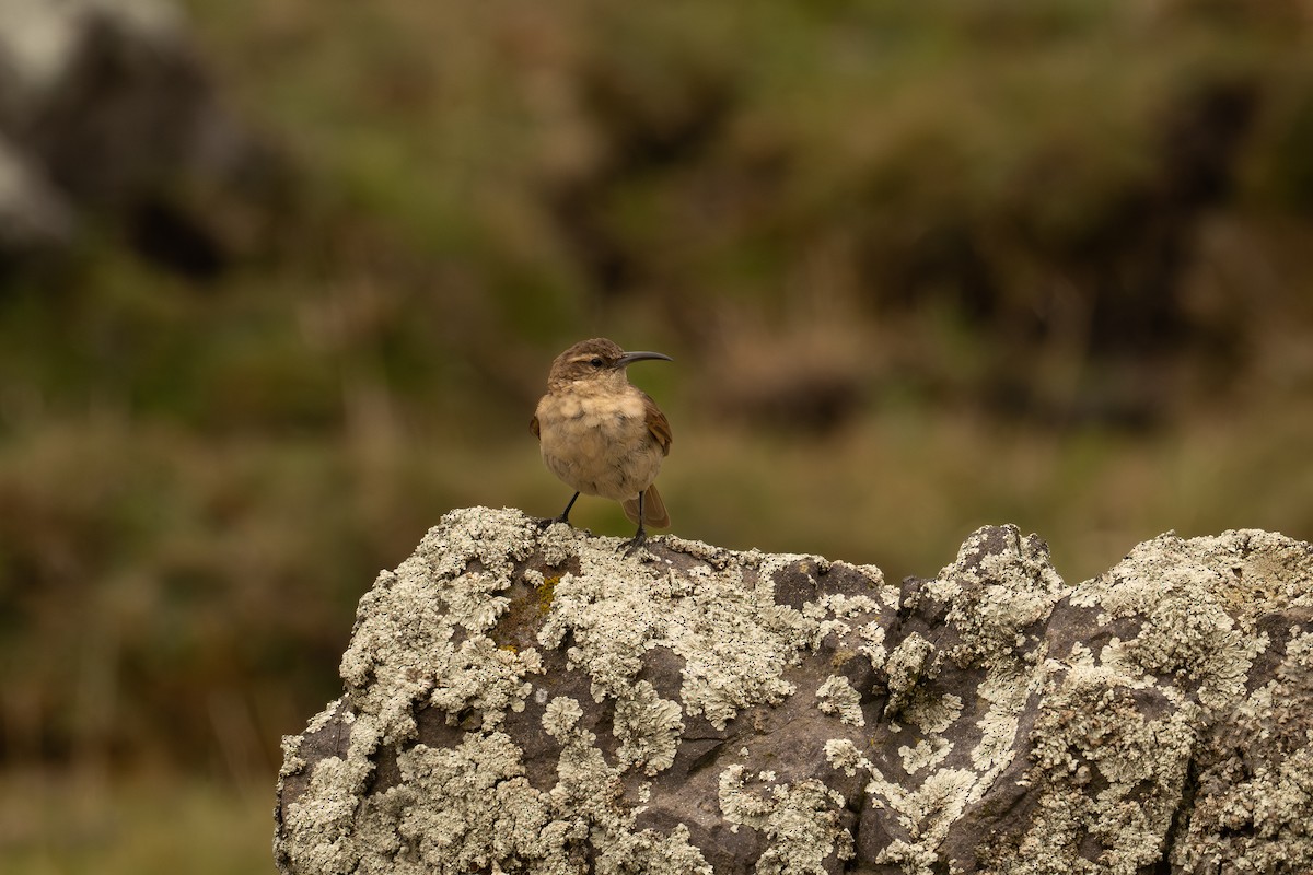 キムネカマハシカマドドリ - ML646517486