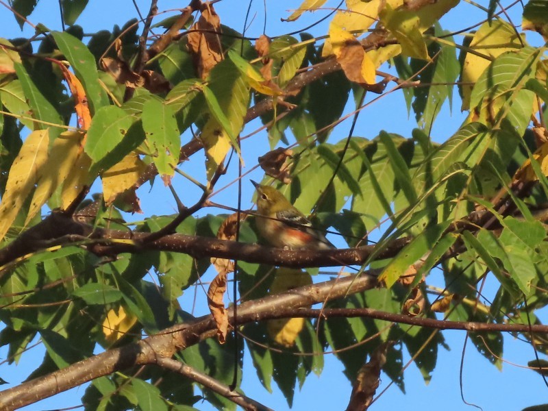 クリイロアメリカムシクイ - ML646517487