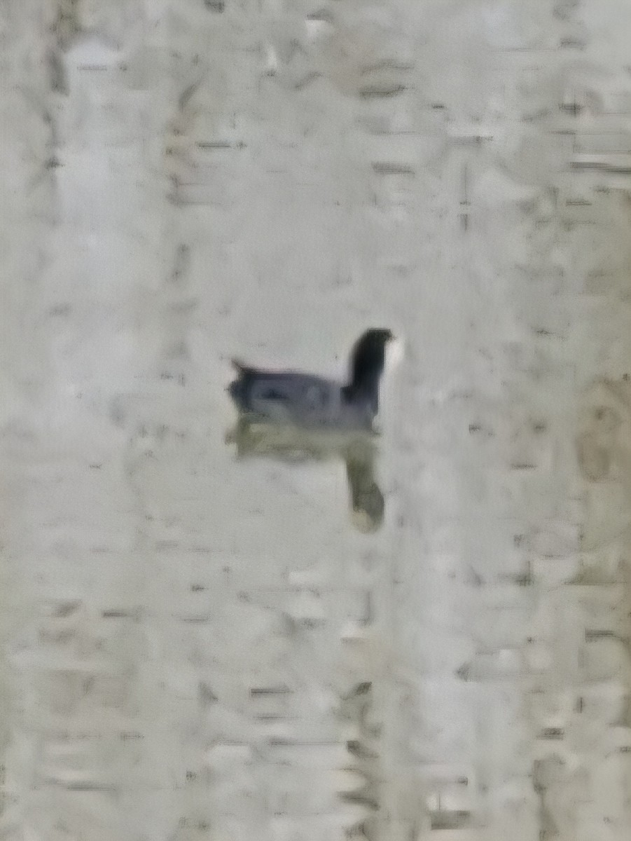 American Coot - ML646517490