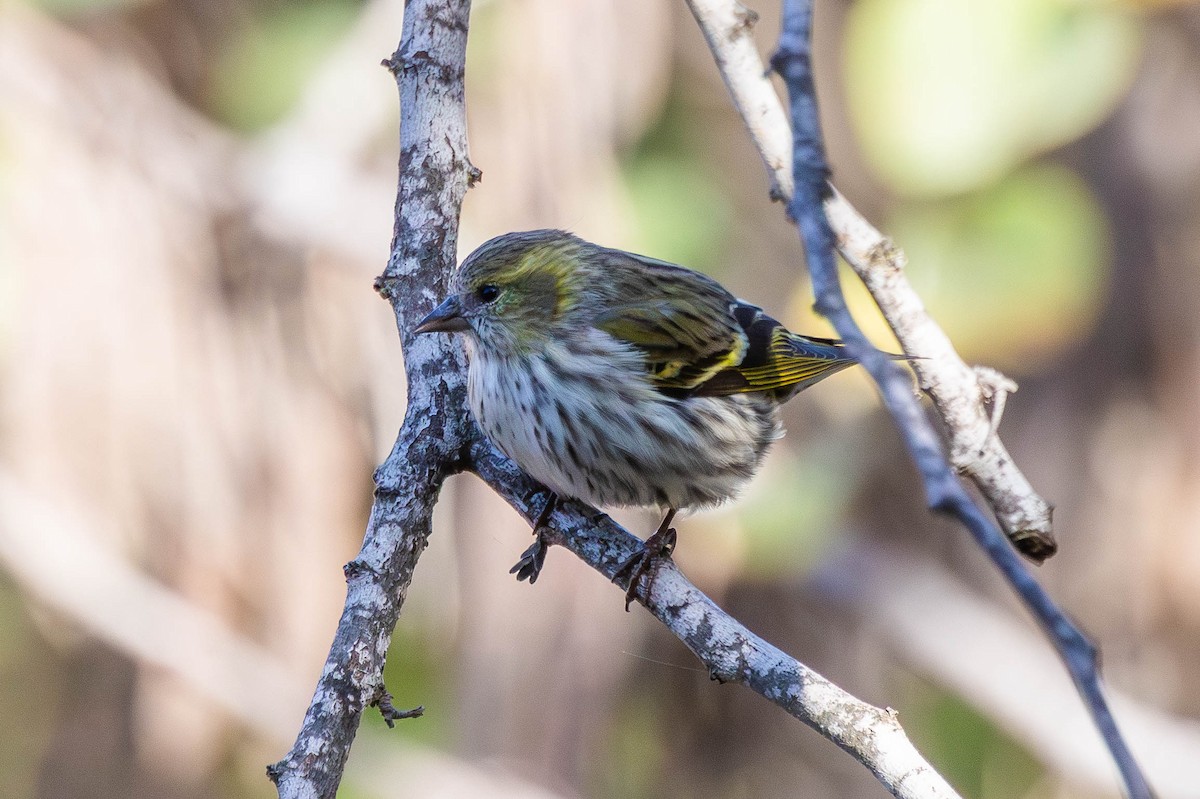 Erlenzeisig - ML646517493