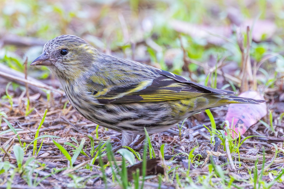 Erlenzeisig - ML646517495