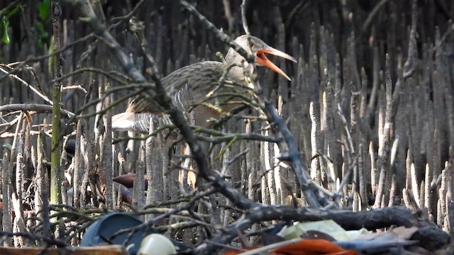 Mangrove Rail - ML646517498