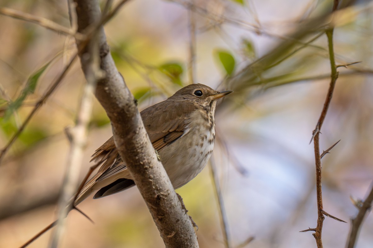 Grive solitaire - ML646517499