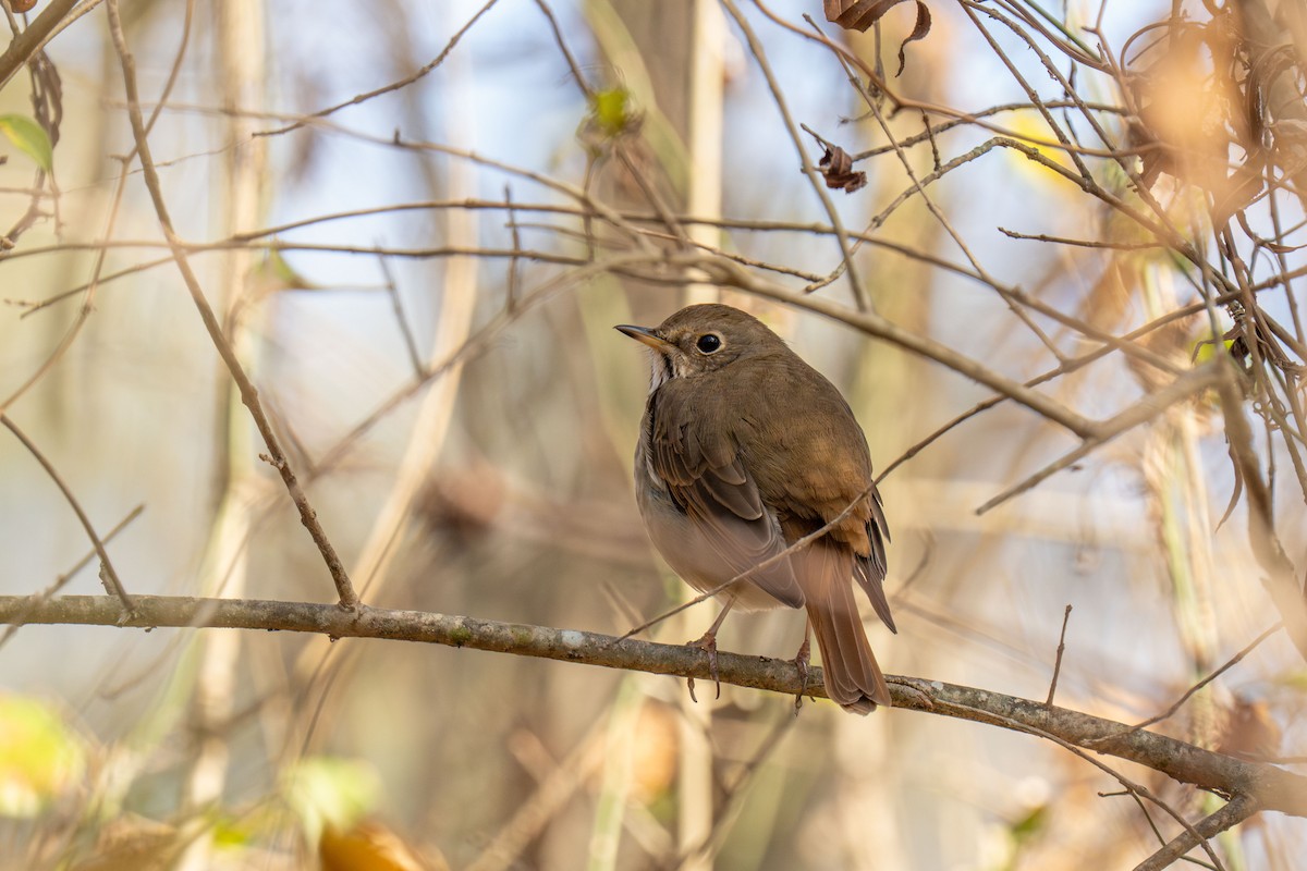 Grive solitaire - ML646517500