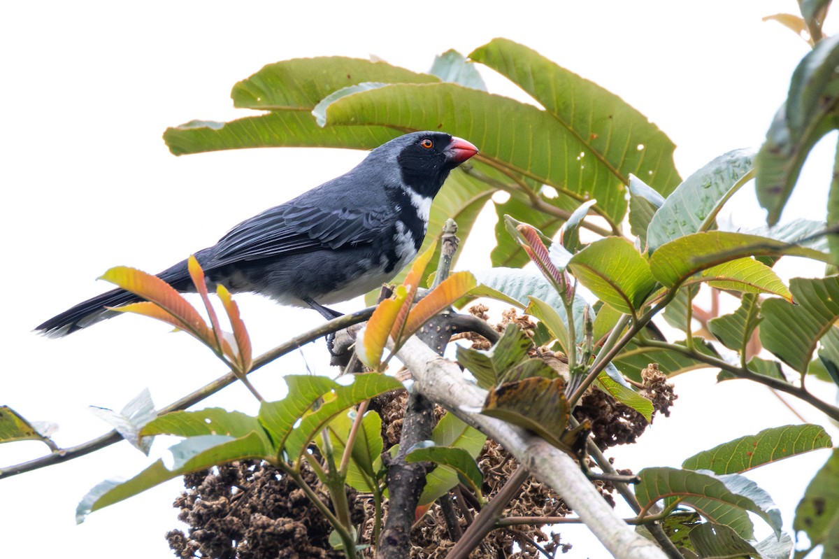 Masked Saltator - ML646517502