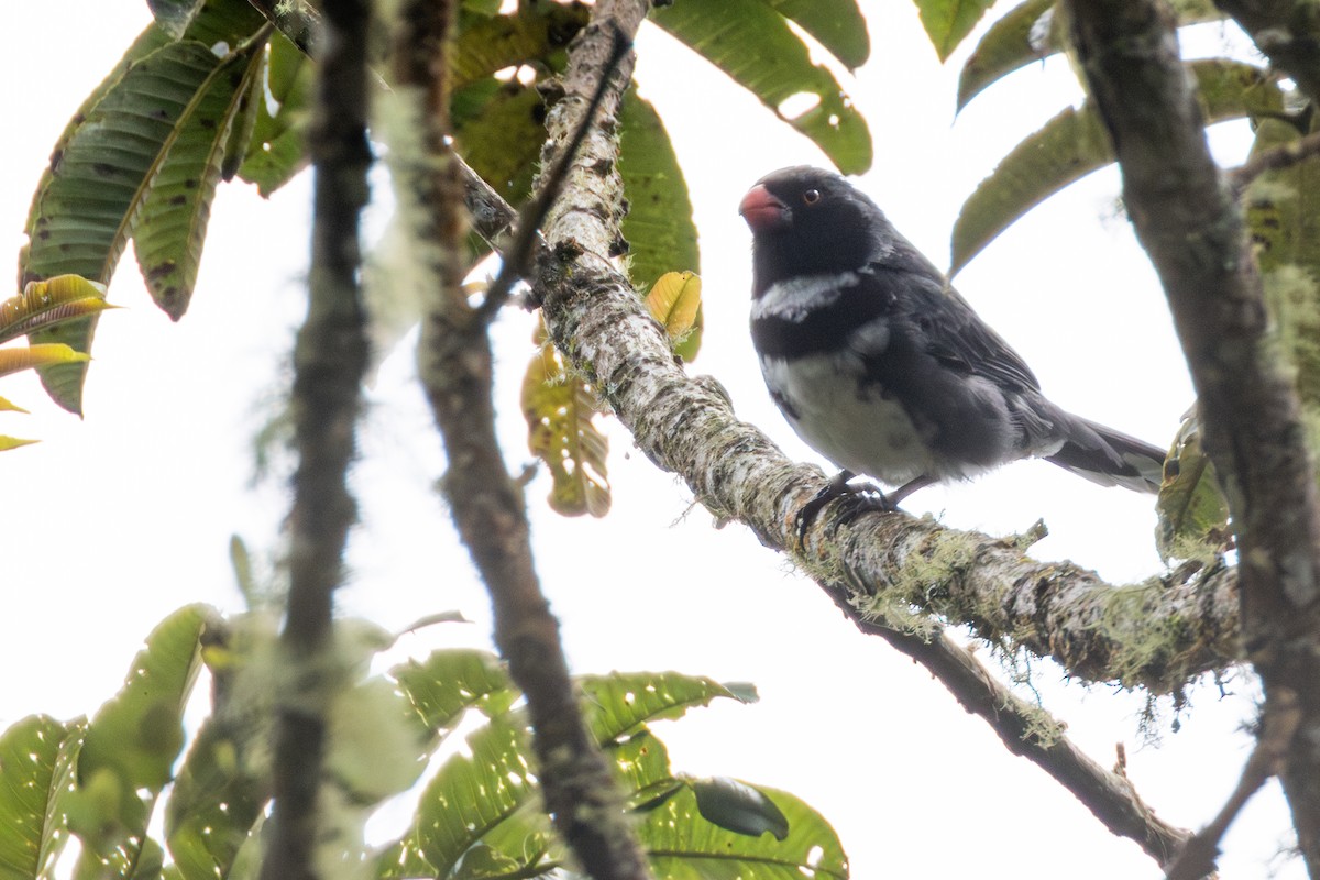 Masked Saltator - ML646517503