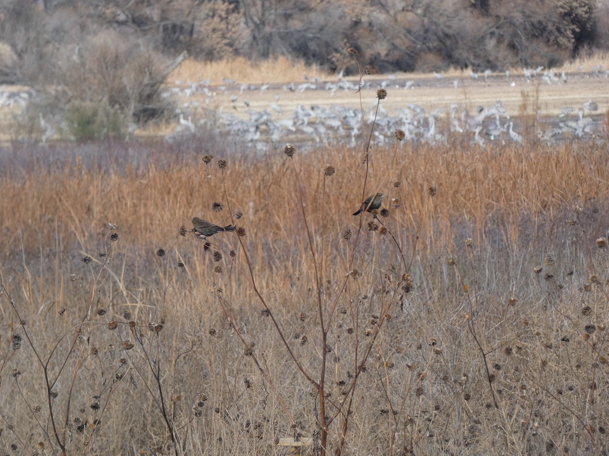 ハゴロモガラス - ML646517504