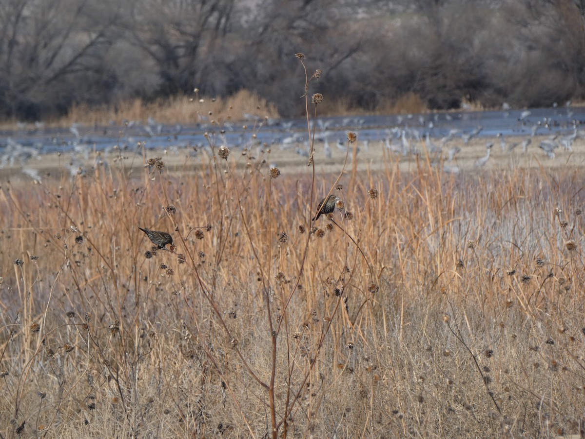 ハゴロモガラス - ML646517505