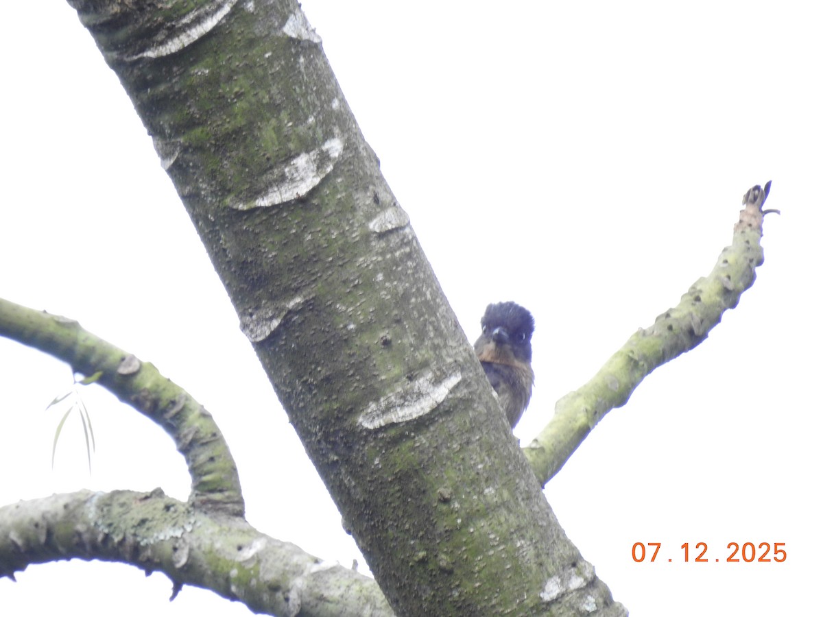 フナシカザリドリモドキ - ML646517507