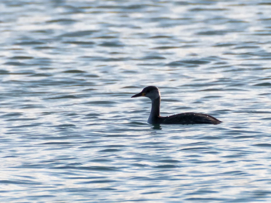 赤頸鸊鷉 - ML646517508