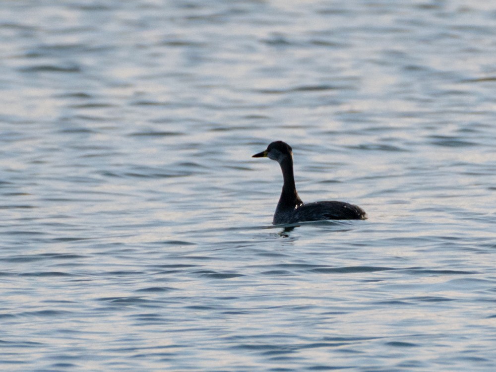 赤頸鸊鷉 - ML646517509