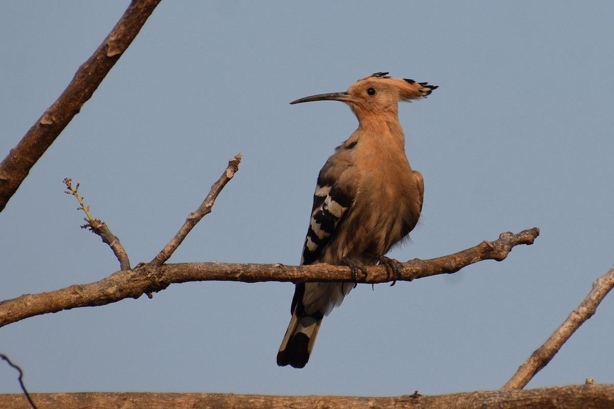 Common Hoopoe (Eurasian) - ML646517515