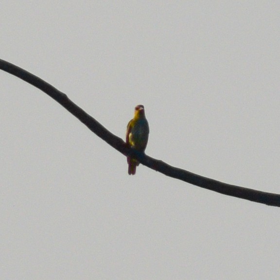 インドコウライウグイス - ML646517516