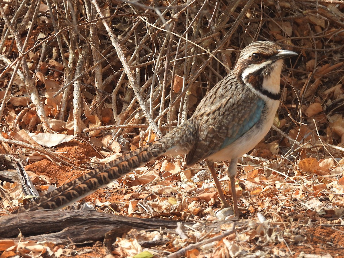 オナガジブッポウソウ - ML646517518