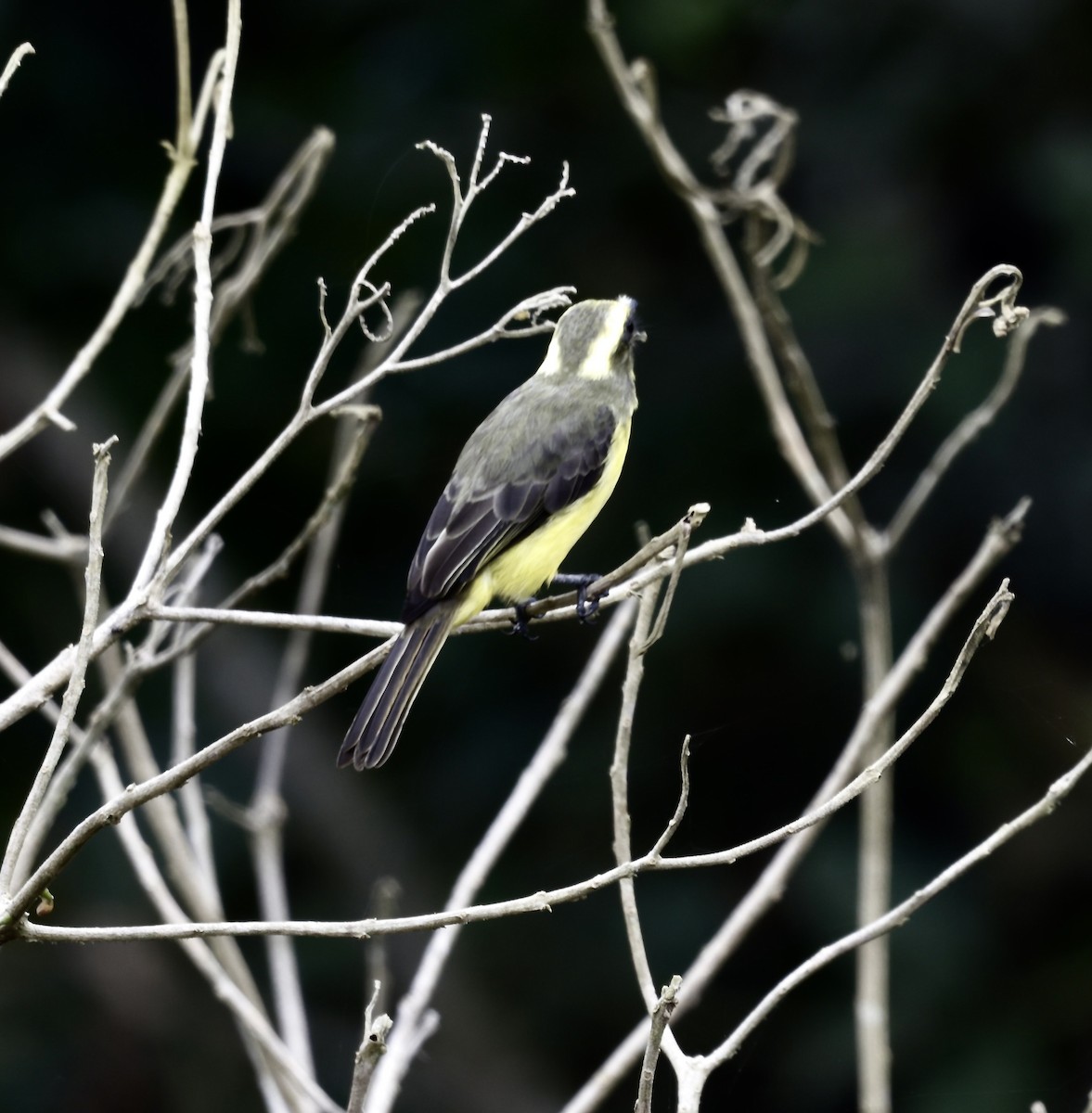 キハチマキヒタキモドキ - ML646517519