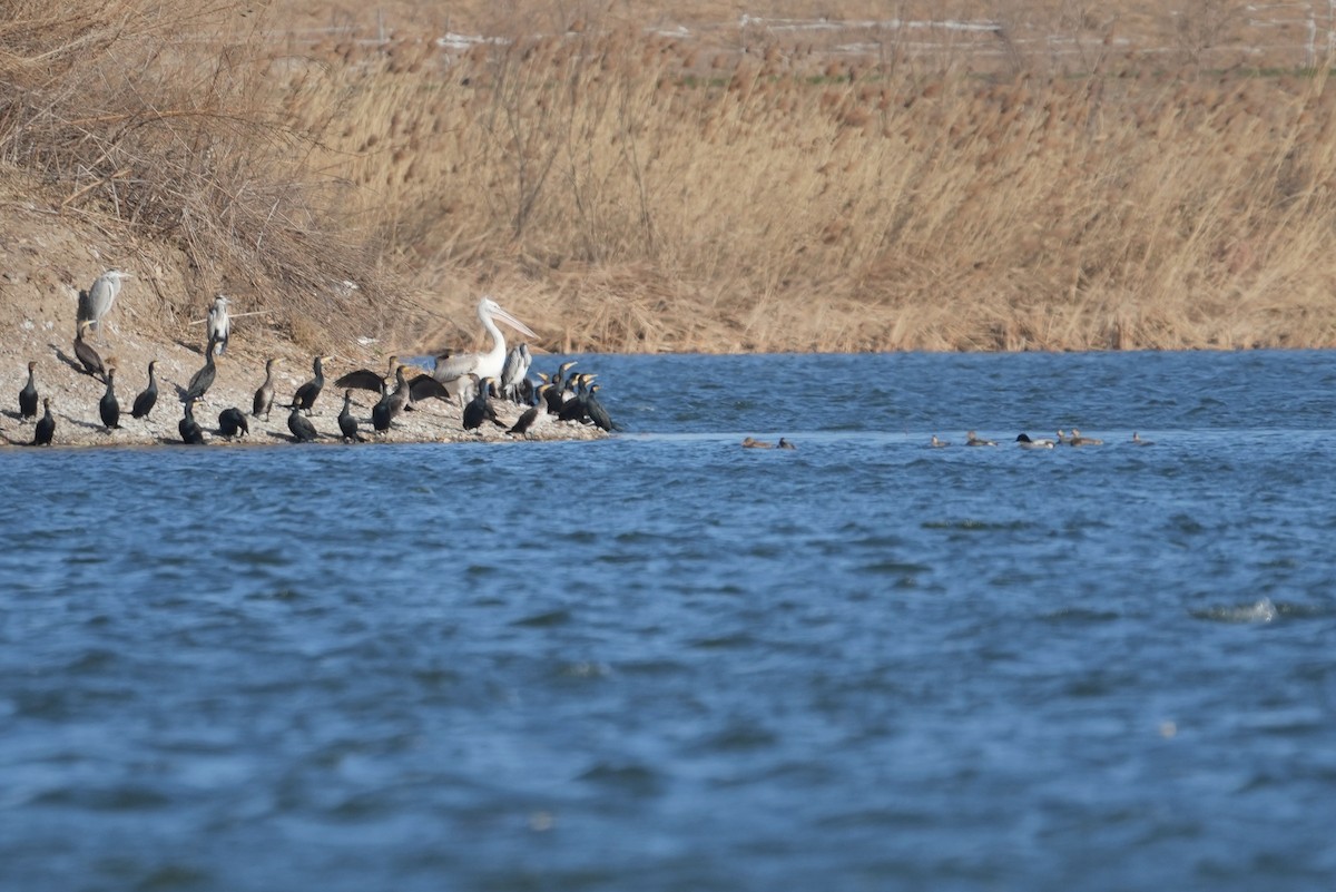 krøllpelikan - ML646517520