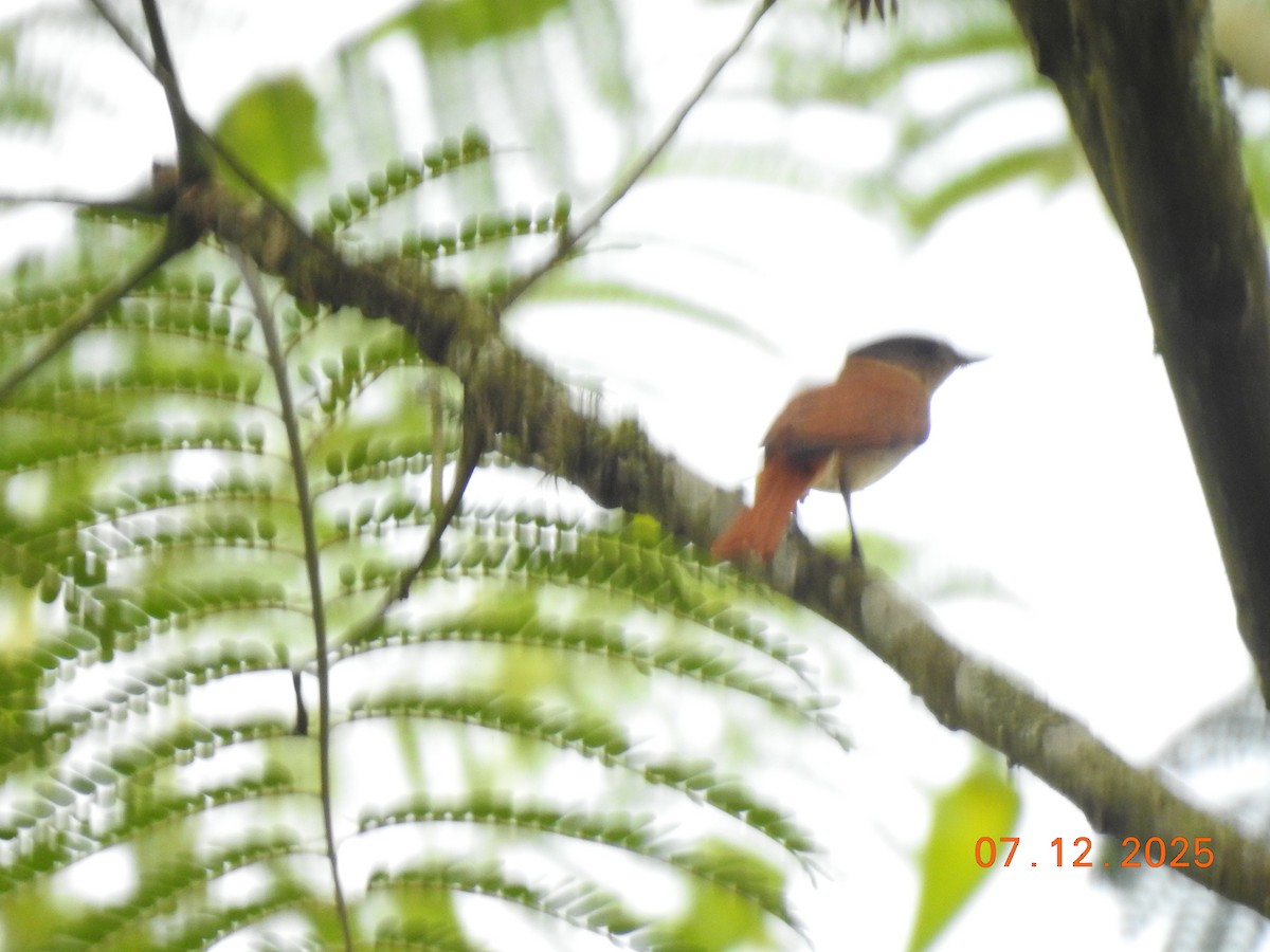 フナシカザリドリモドキ - ML646517521