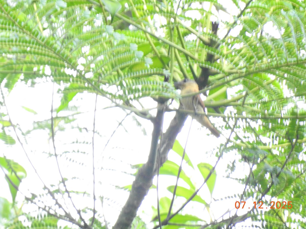 フナシカザリドリモドキ - ML646517522